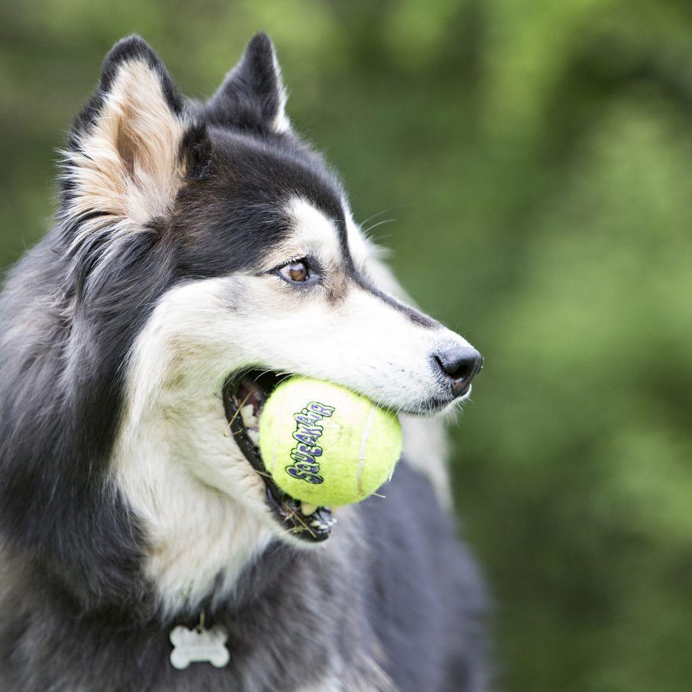 Kong SqueakAir Tennis Ball - Image 3