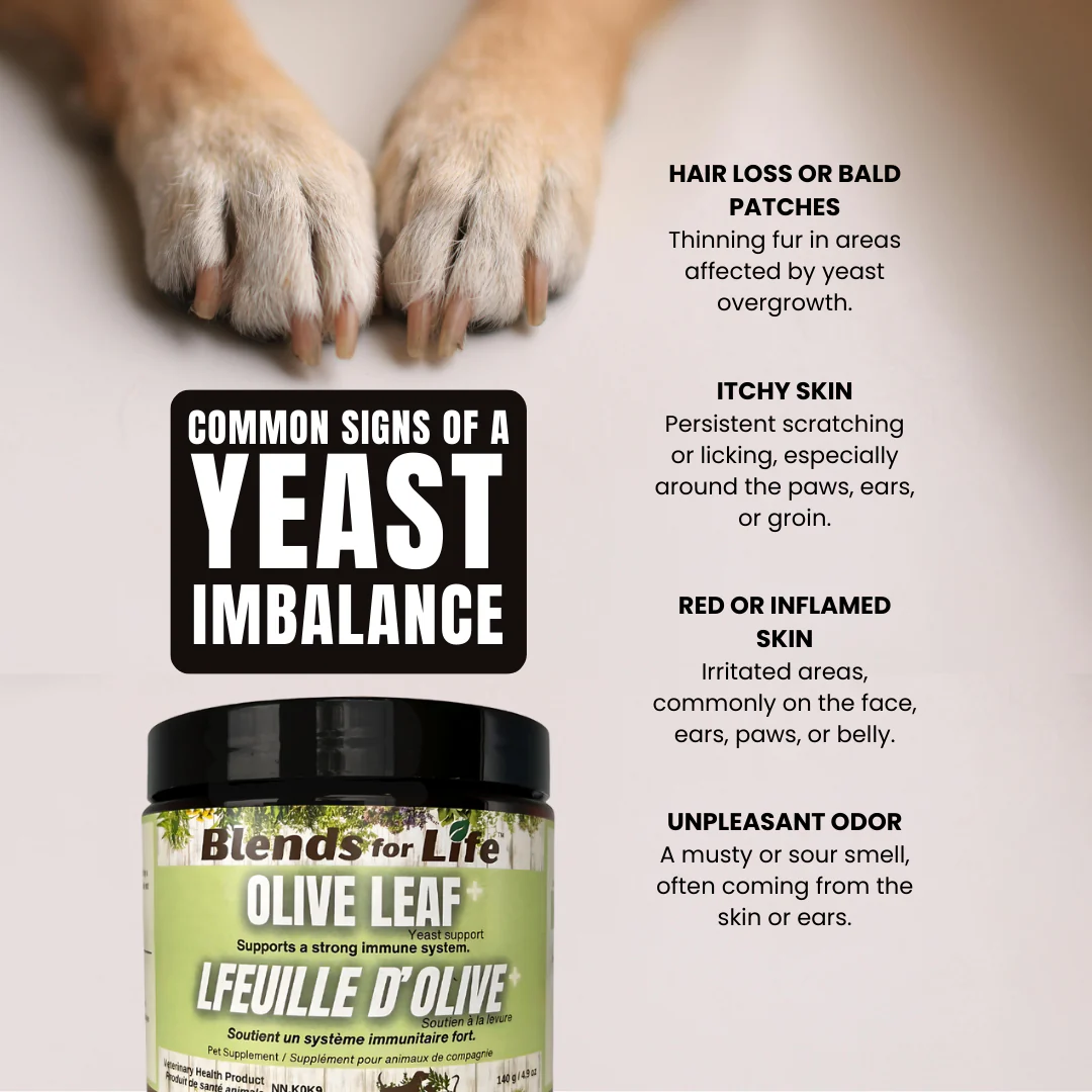 Blends For Life Green Olive Leaf+ Supplement For Dogs - Image 3