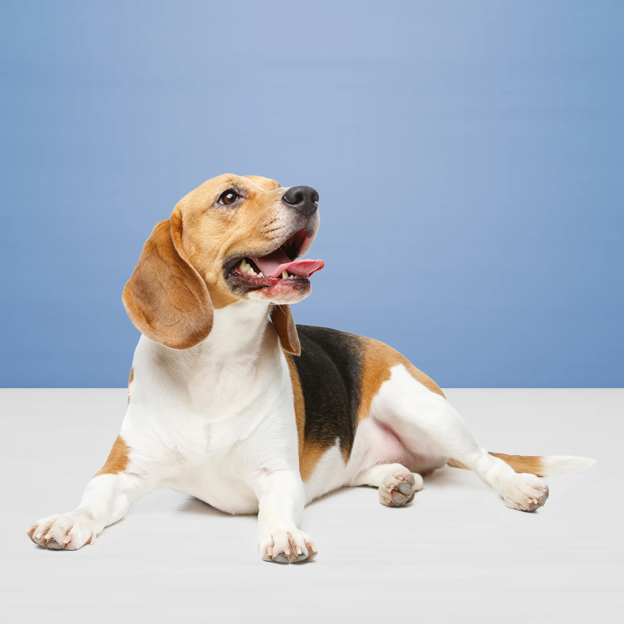 Blue Buffalo Health Bars Dog Treats Apple & Yogurt - Image 6