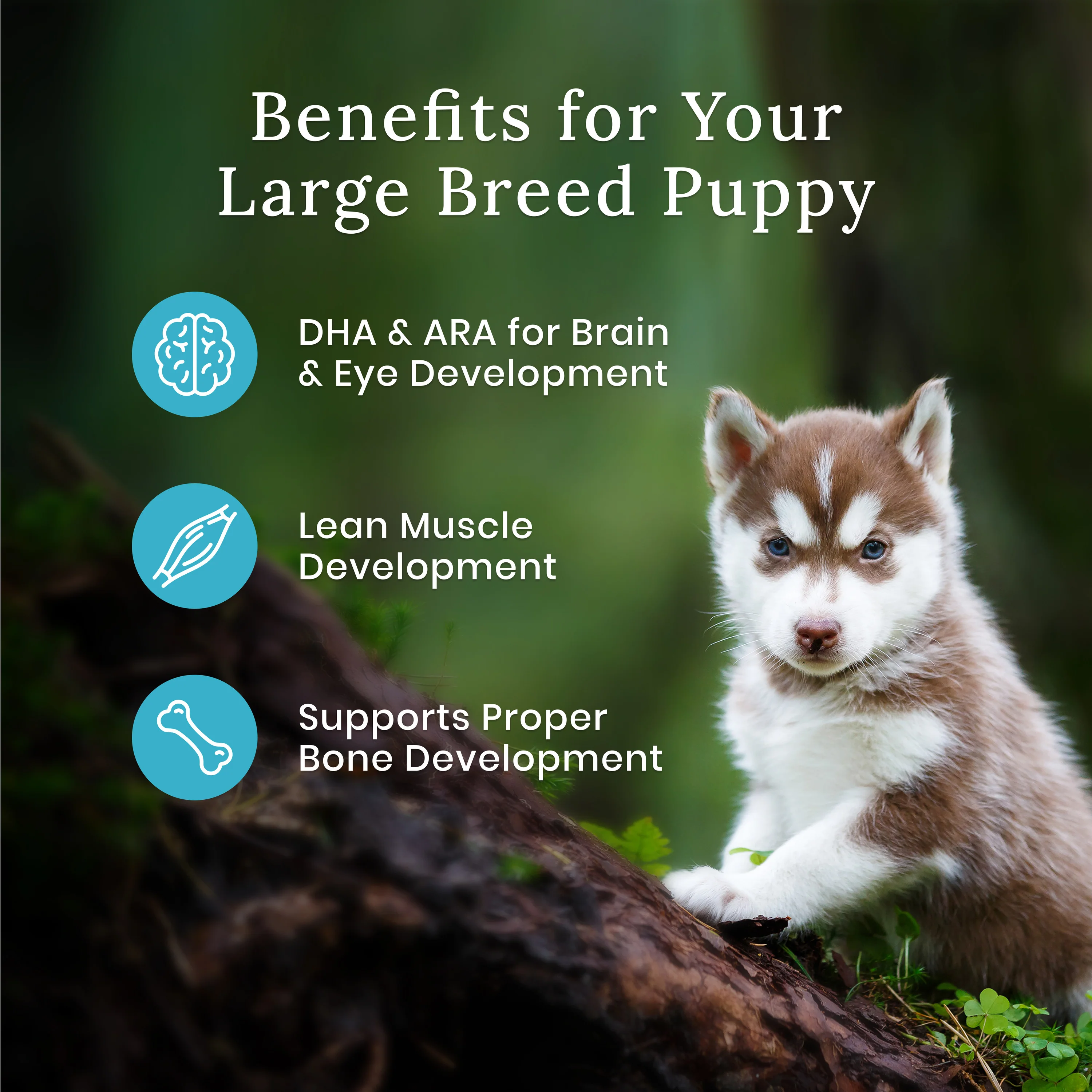Blue Buffalo Wilderness Dog Food Large Breed Chicken Puppy - Image 4