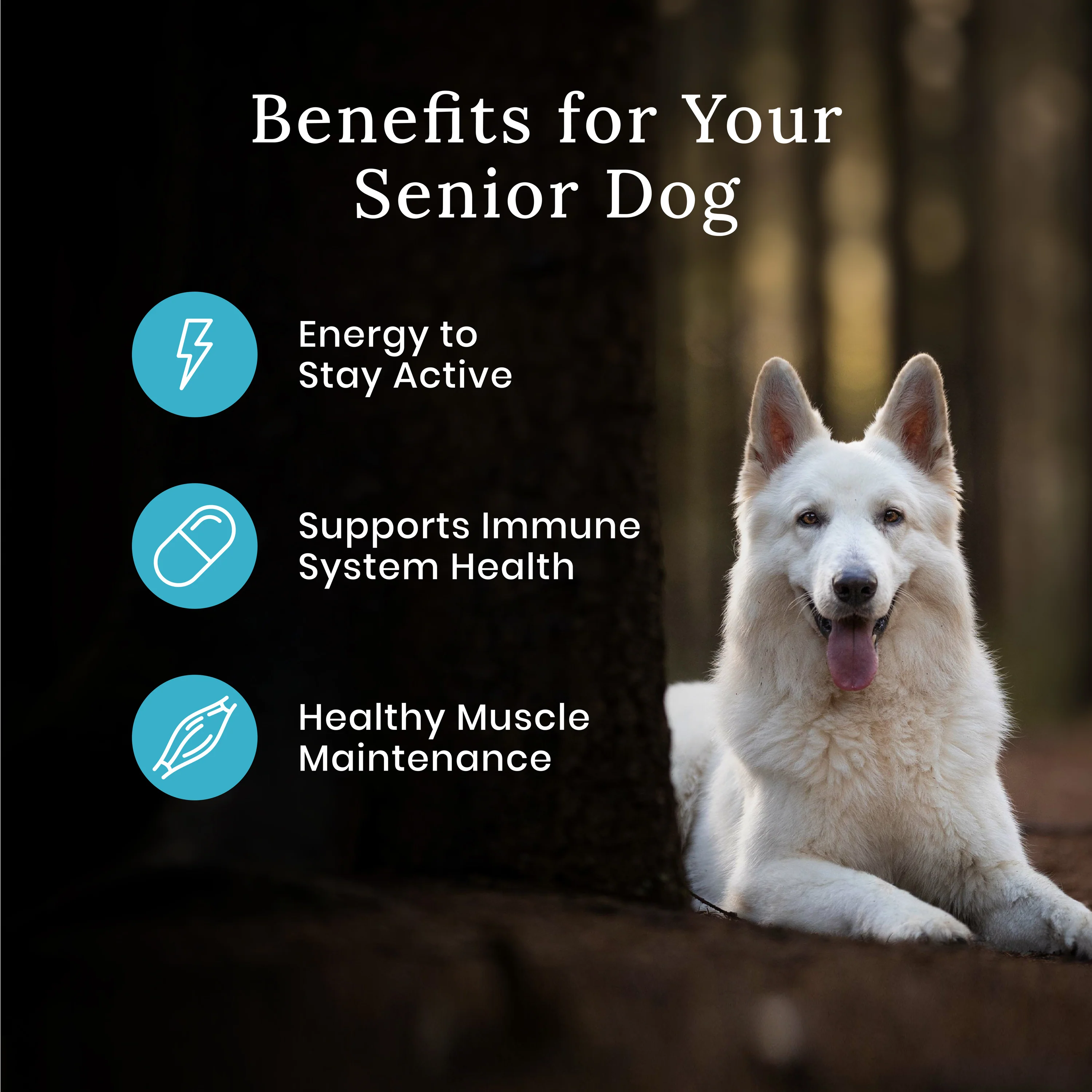 Blue Buffalo Wilderness Dog Food Senior - Image 4