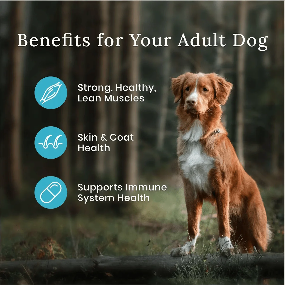 Blue Buffalo Wilderness Dog Food Duck - Image 12