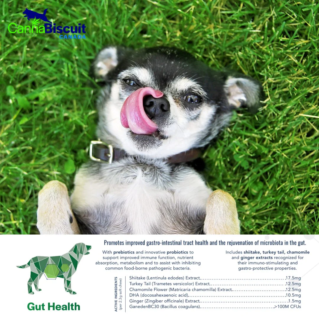 CannaBiscuit Gut Health with Prebiotics & Probiotics for Dogs - Image 3