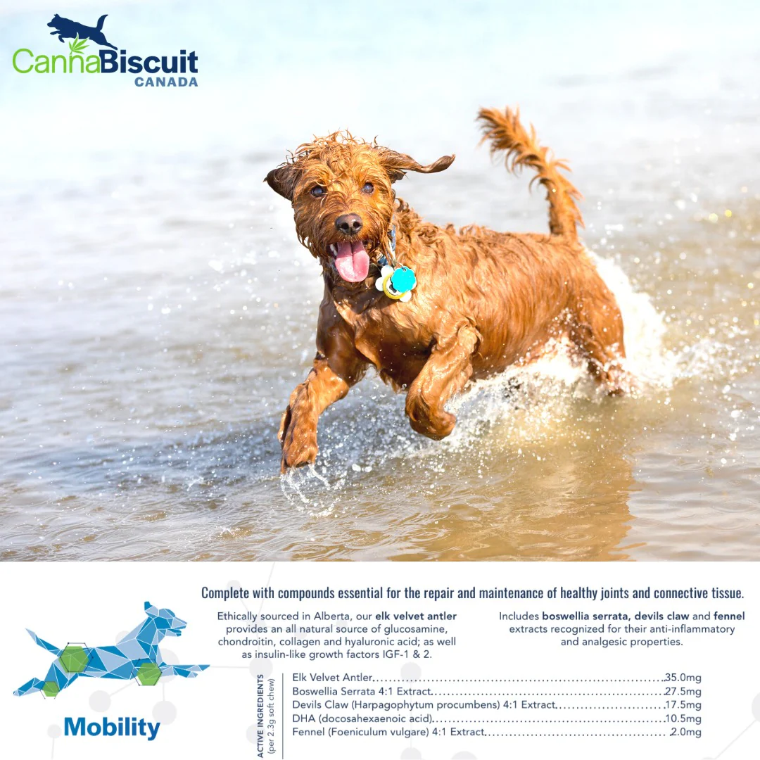 CannaBiscuit Mobility with Glucosamine & Chondroitin - Image 3