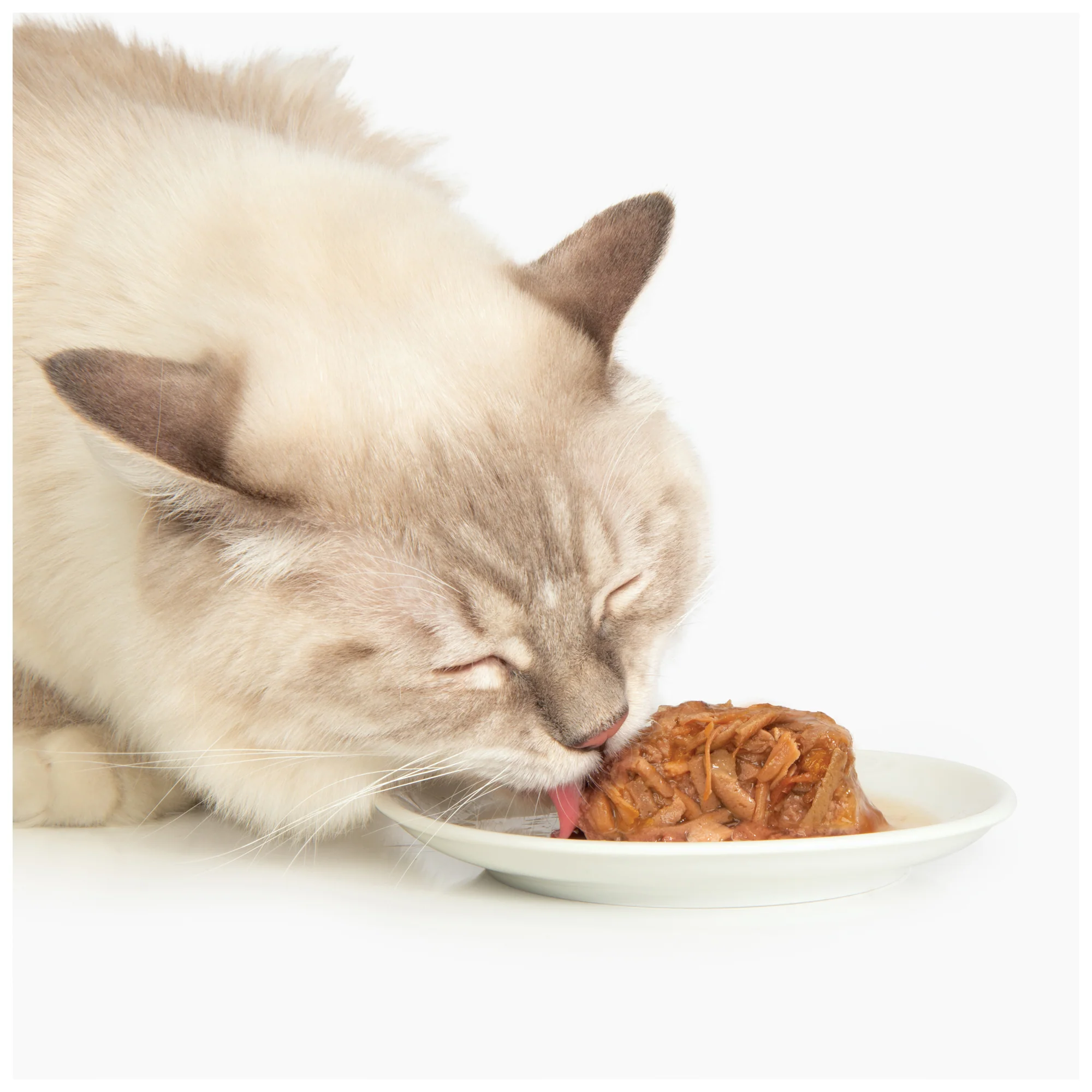 CatIt Wet Cat Food Chicken Dinner With Salmon & Carrot - Image 4