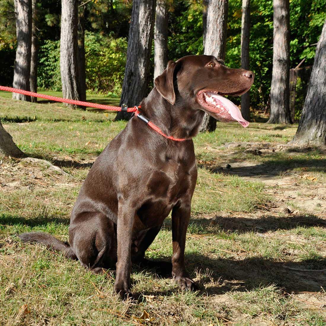 Coastal Rope Slip Lead For Dogs - Image 2