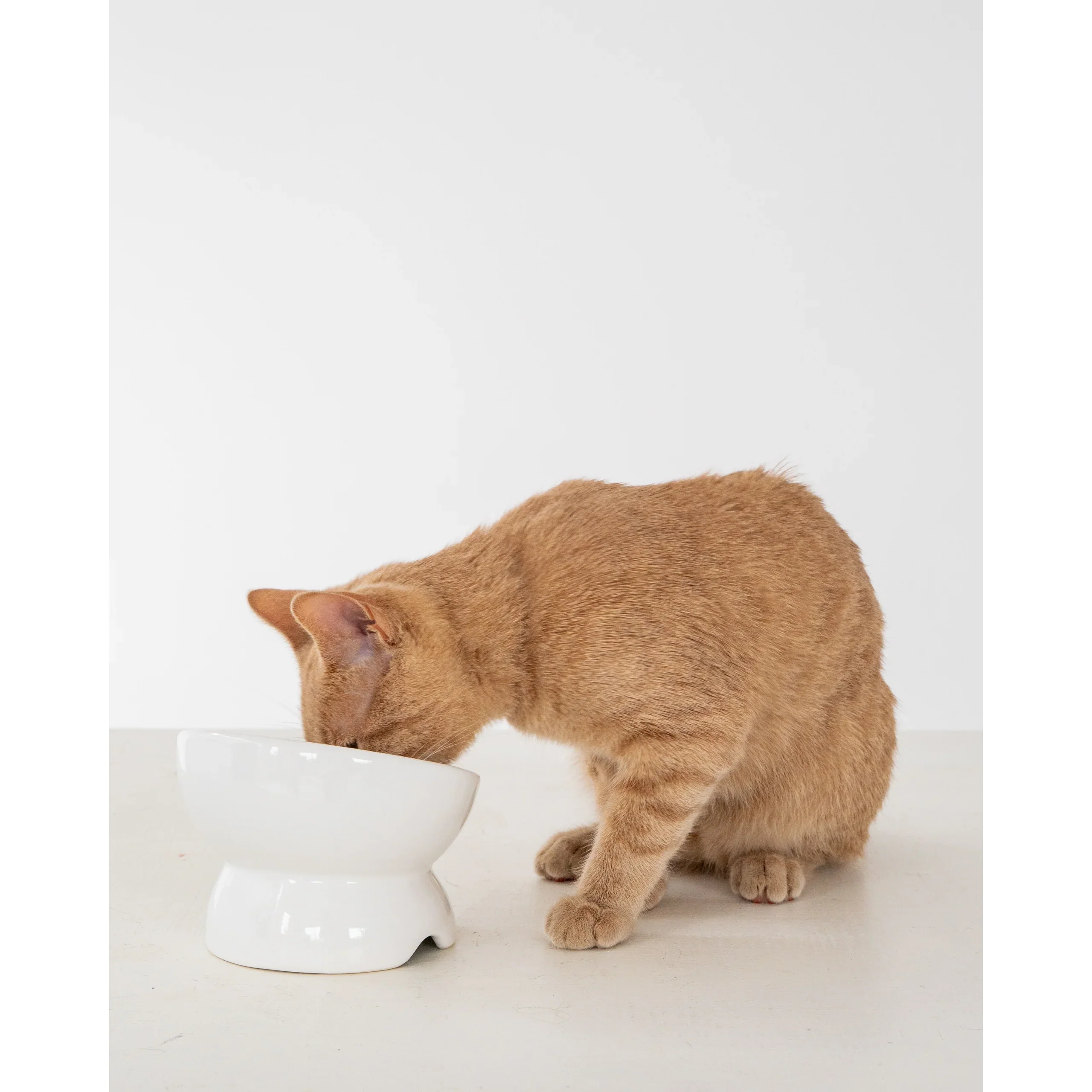 Dexypaws Raised Ceramic Cat Bowl White - Image 2
