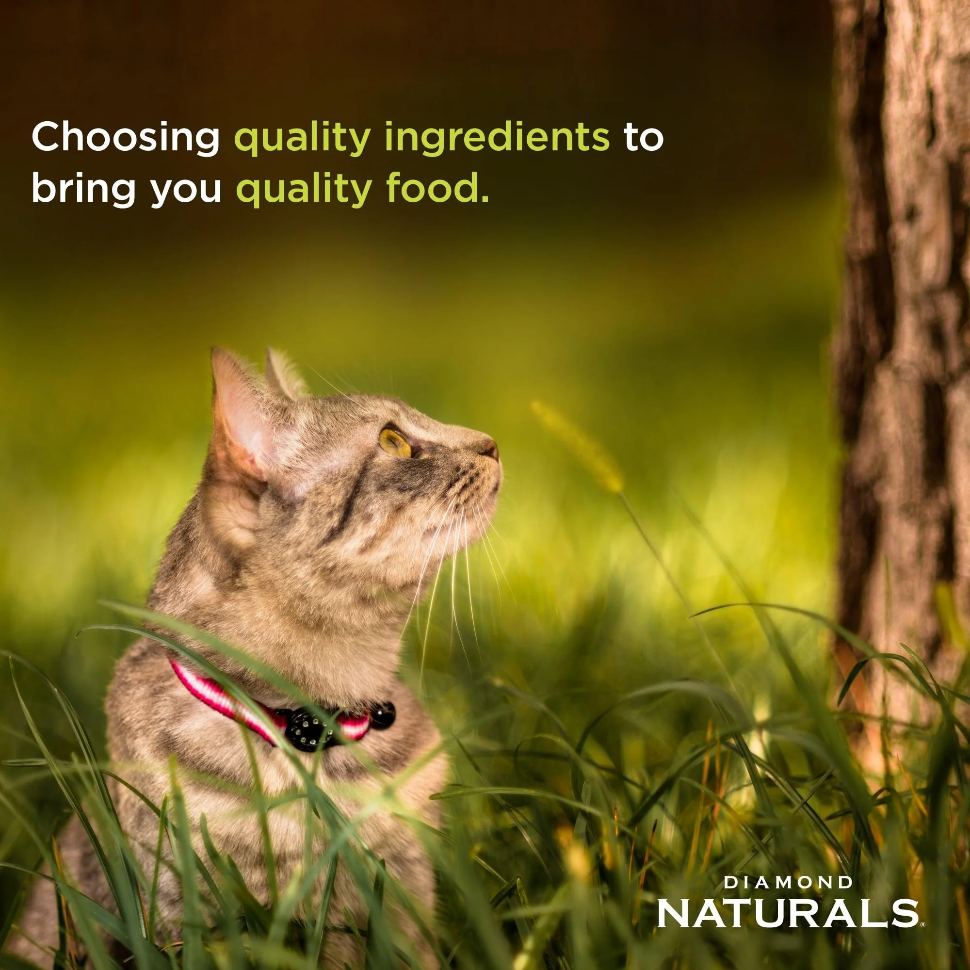 Diamond Naturals Whitefish Dinner Wet Food For Adult Cats and Kittens - Image 3