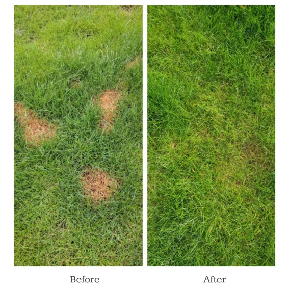 Dog Rocks Grass Saver - Image 3