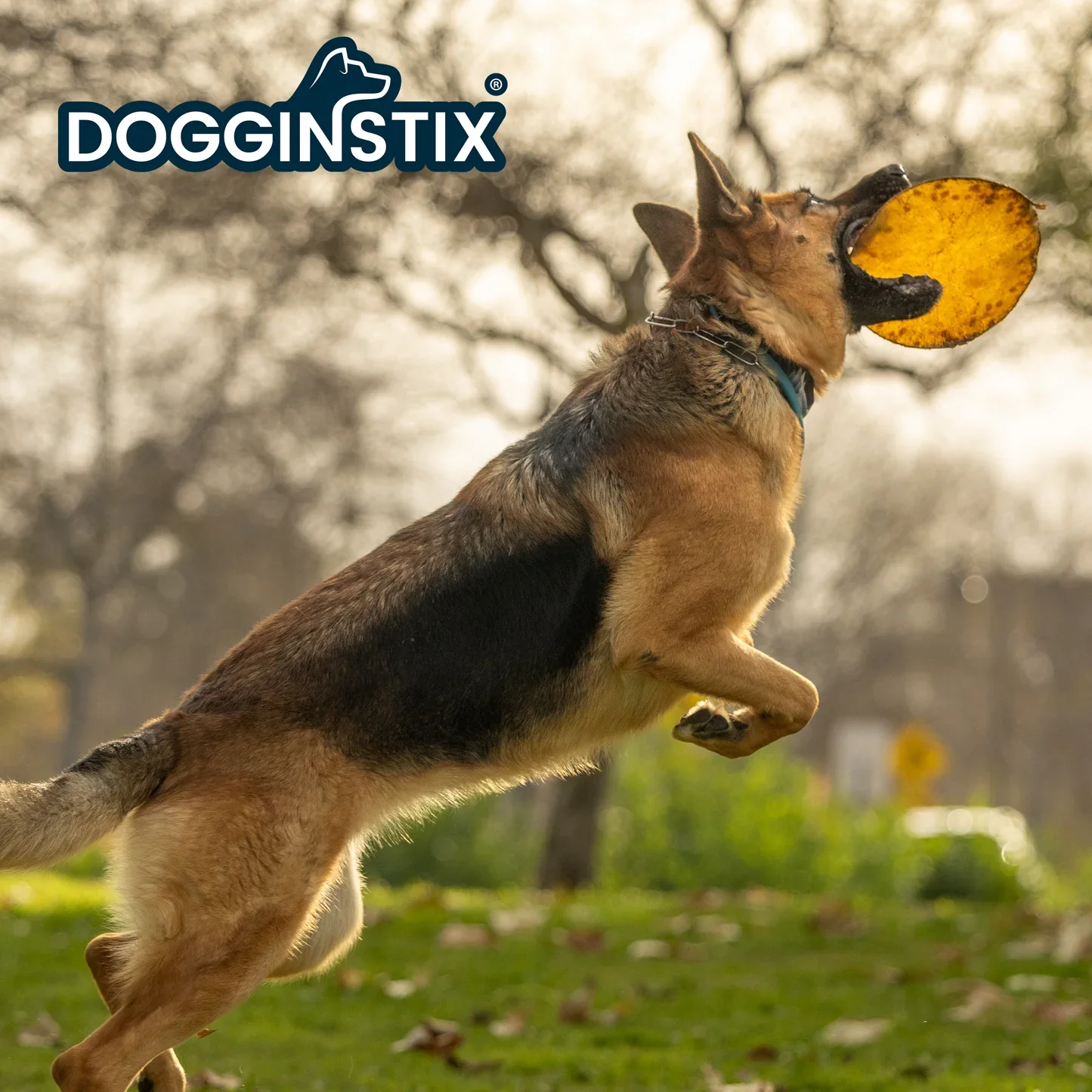 Dogginstix  Beef Collagen UFO - Image 3