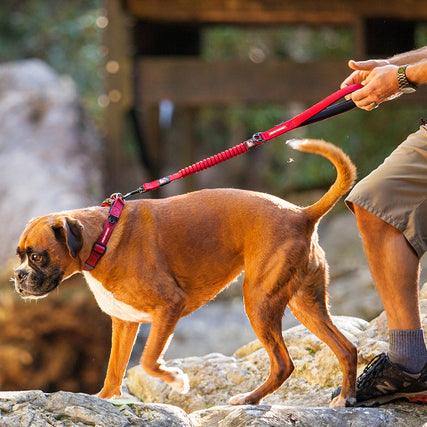 EZYDog Zero Shock Dog Leash Black - Image 2