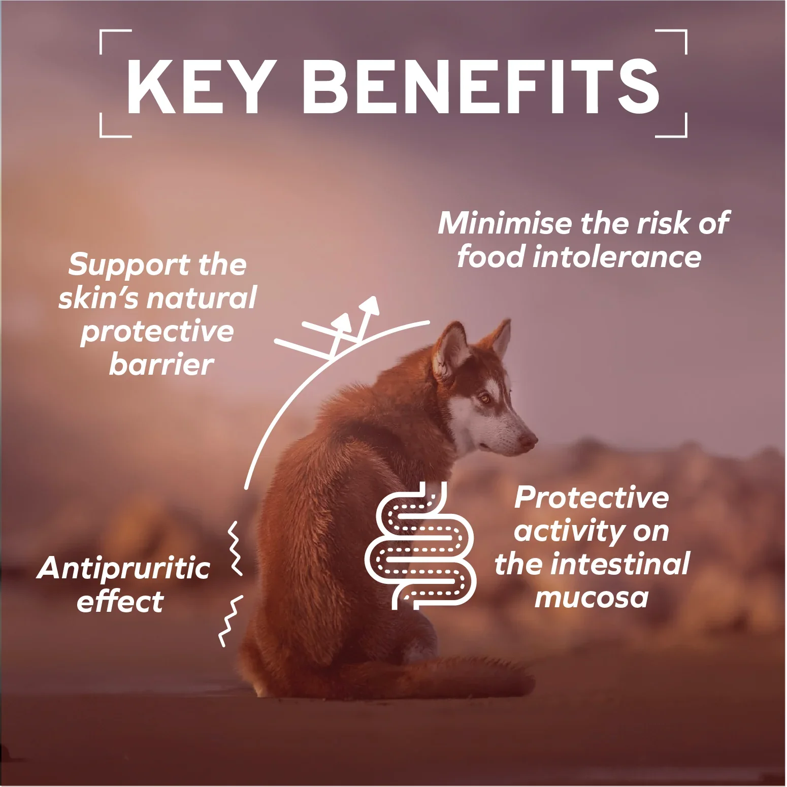 Forza10 Nutraceutic Active Dermo Support Diet Dry Dog Food - Image 5