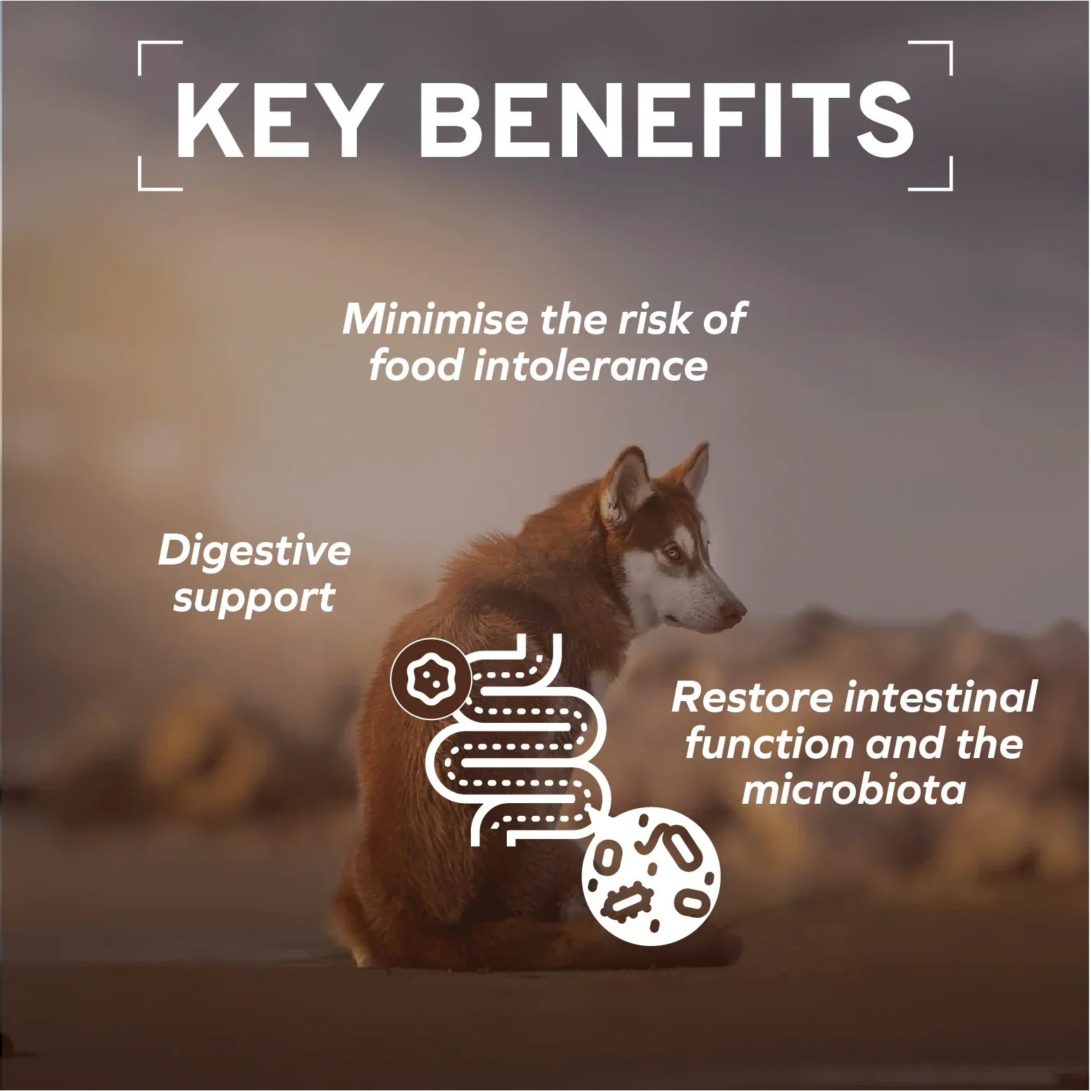 Forza10 Nutraceutic Active Colon Phase 1 Dry Dog Food - Image 4