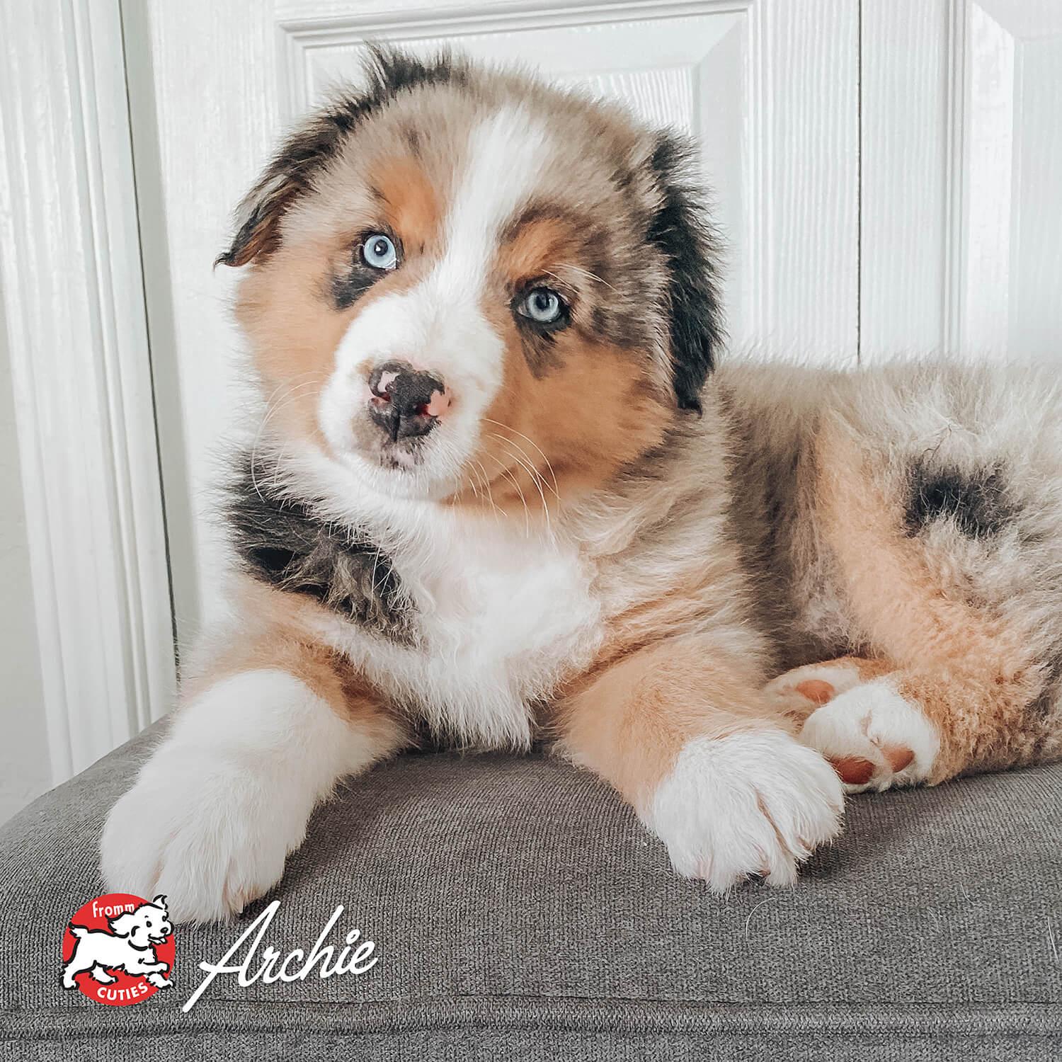 Fromm Classic Puppy Food - Image 10