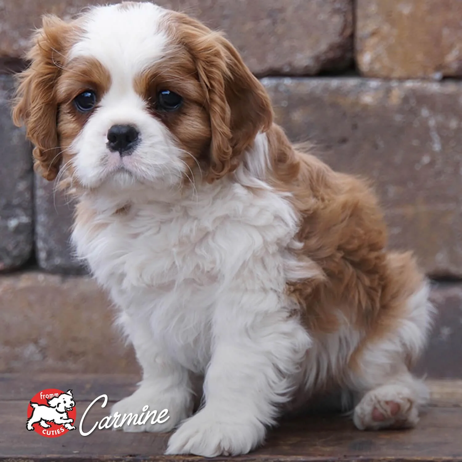 Fromm Classic Puppy Food - Image 9