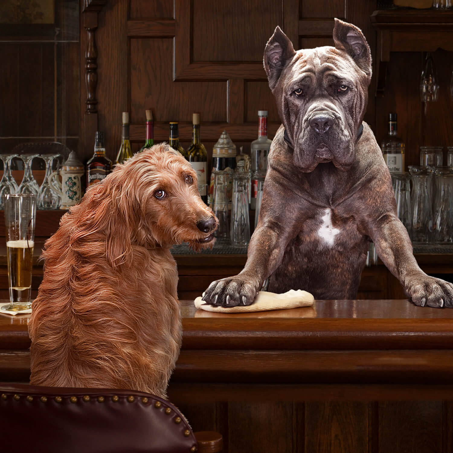 Fromm Gold Adult Dog Food - Image 9