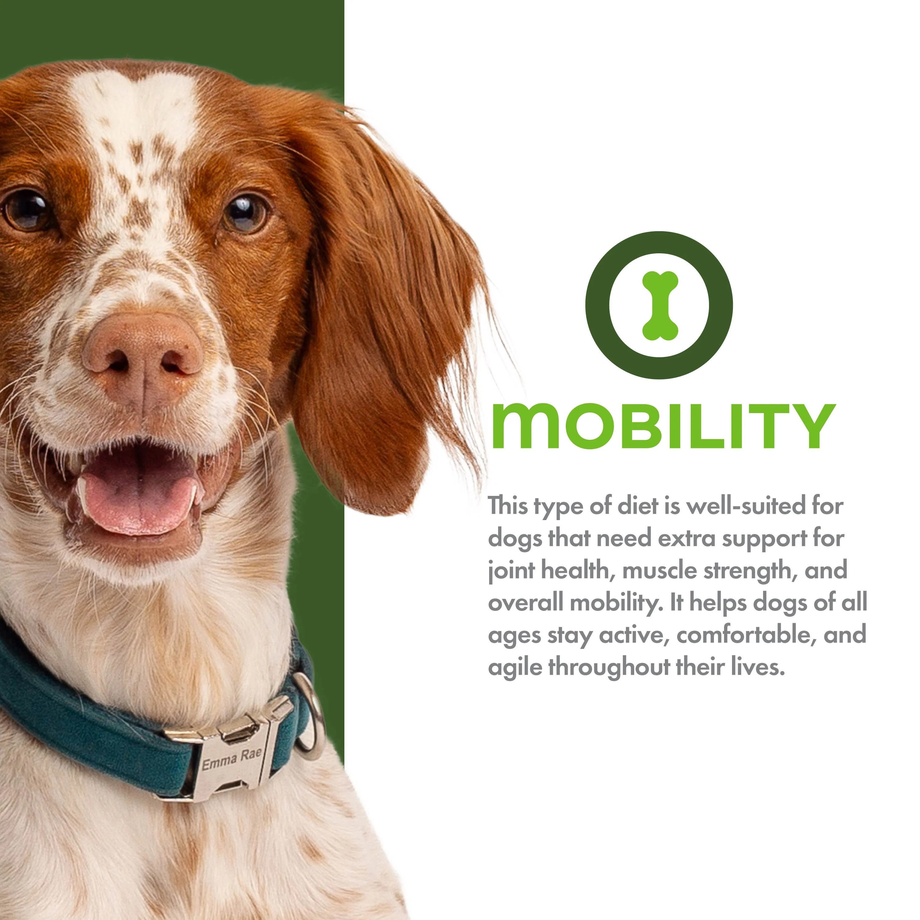 Fromm Nutritionals Mobility Chicken & Whole Oats Dry Dog Food - Image 2