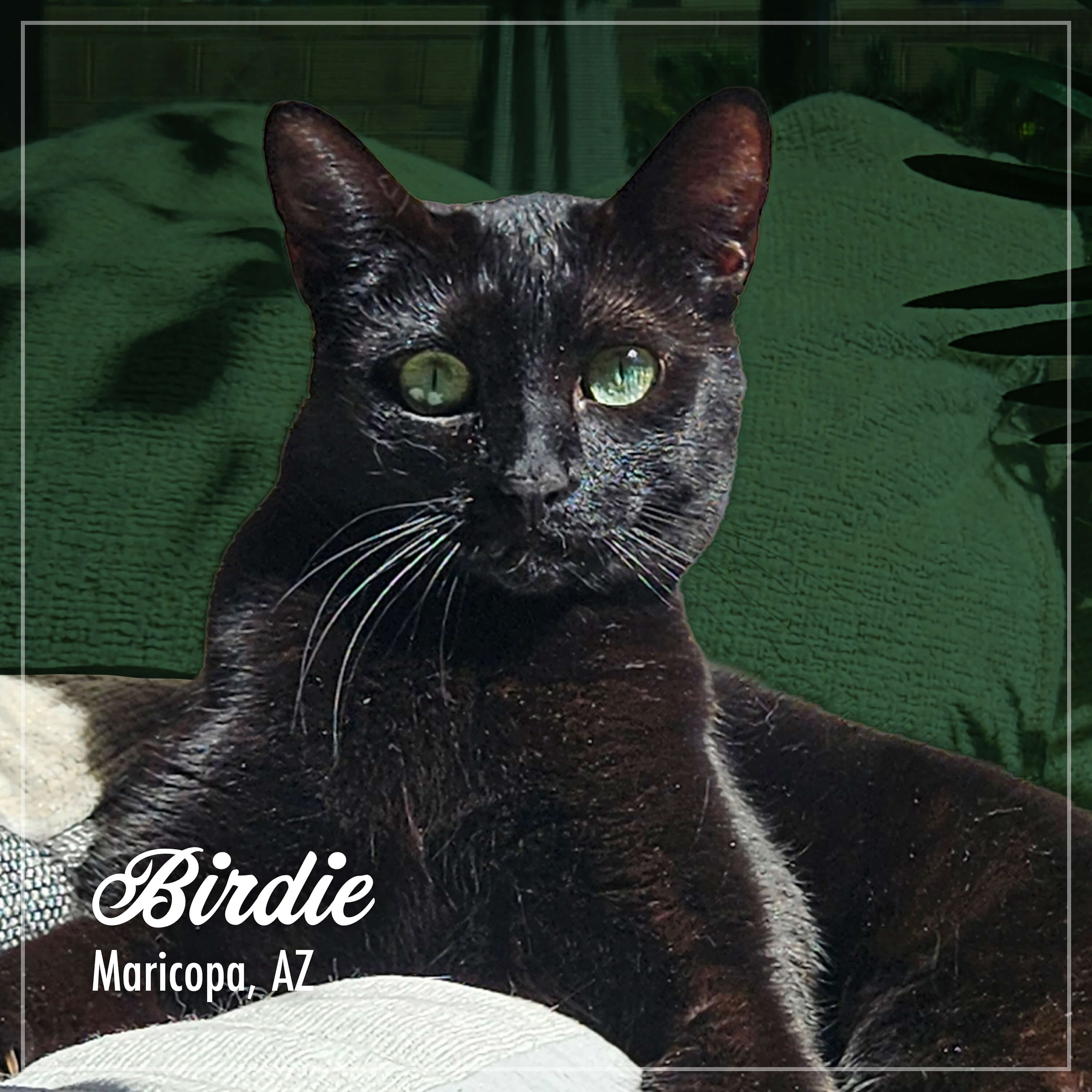 Fromm Purr-Snickitty Game Bird Grandeur Recipe For Cats - Image 7