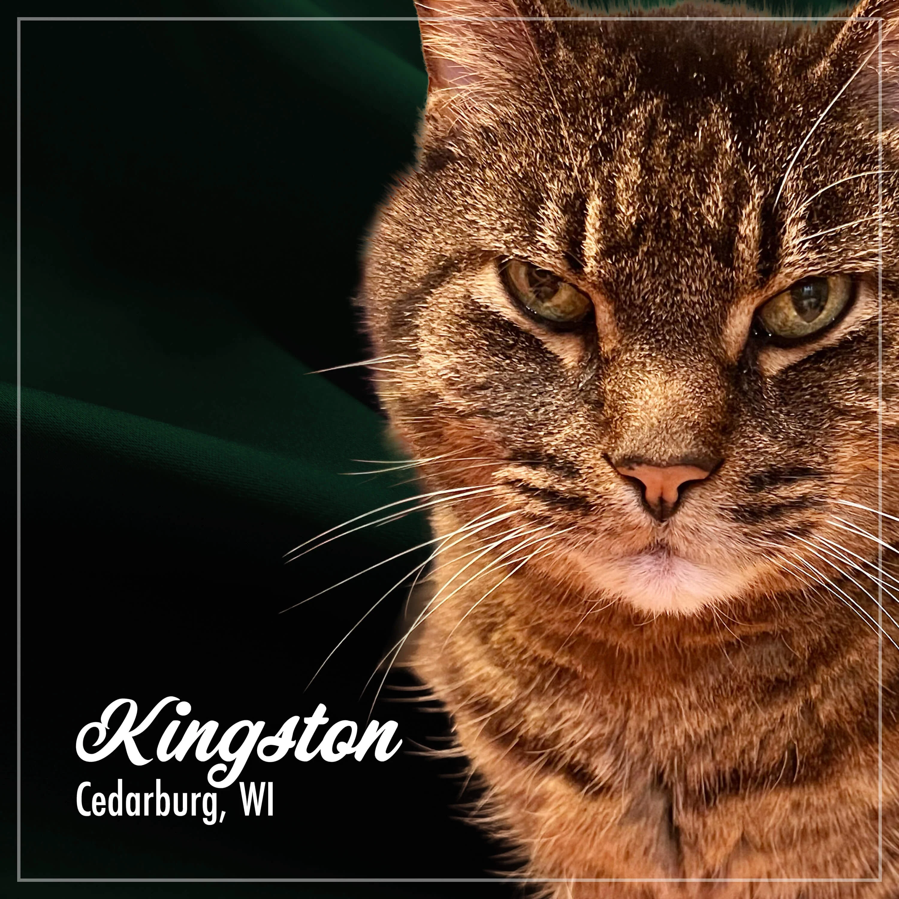 Fromm Purr-Snickitty Game Bird Grandeur Recipe For Cats - Image 8