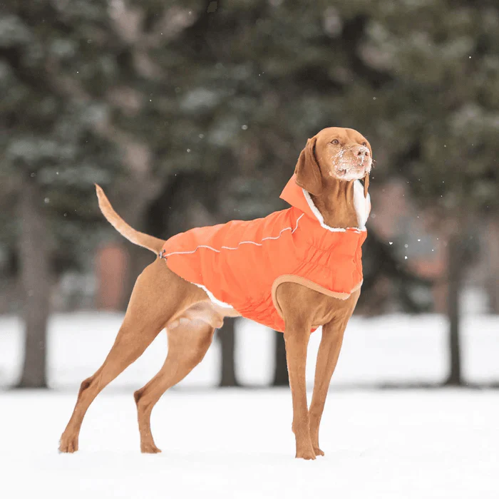 GF Pet Insulated Raincoat Orange For Dogs - Image 6