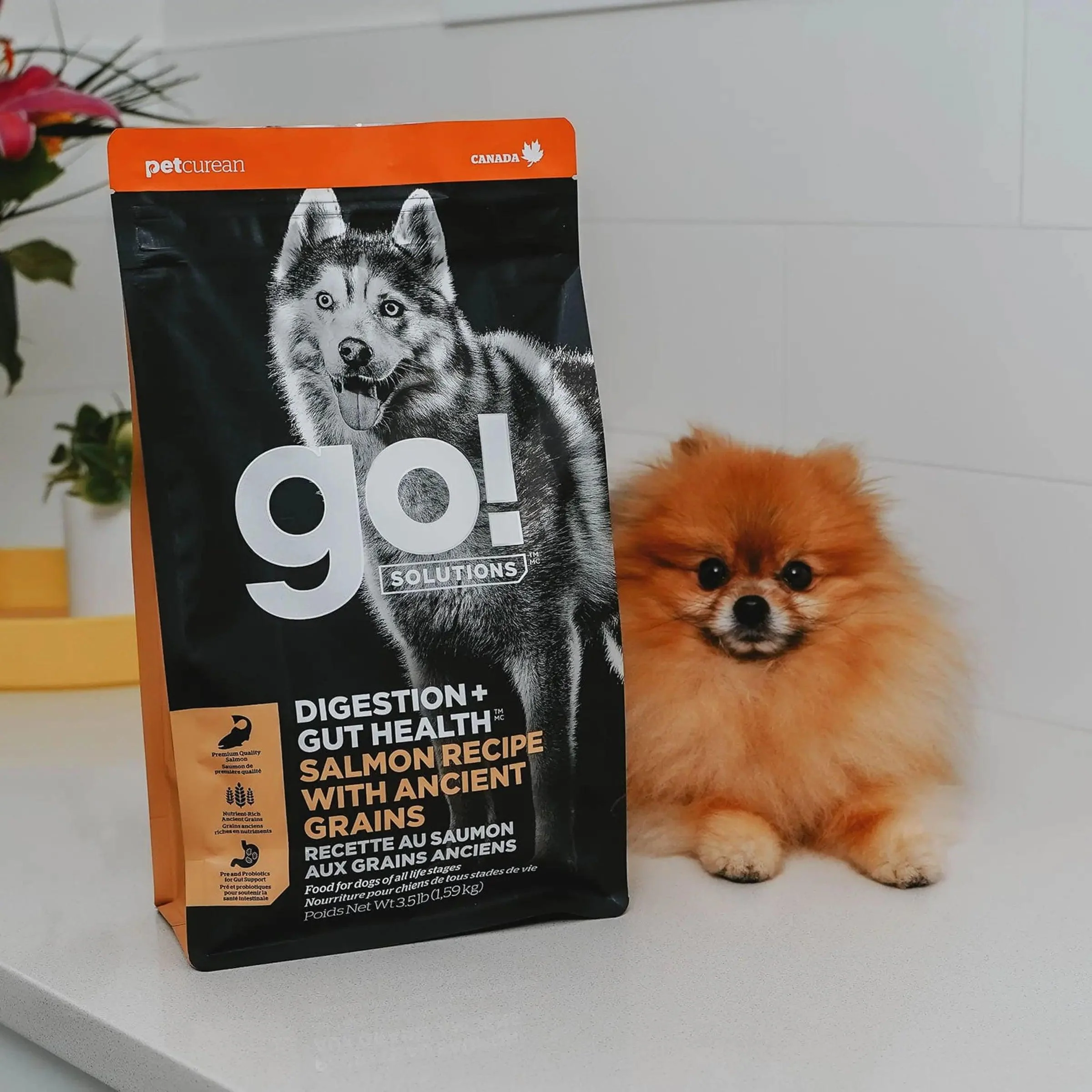 Go! Digestion + Gut Health Salmon Recipe with Ancient Grains for dogs - Image 4