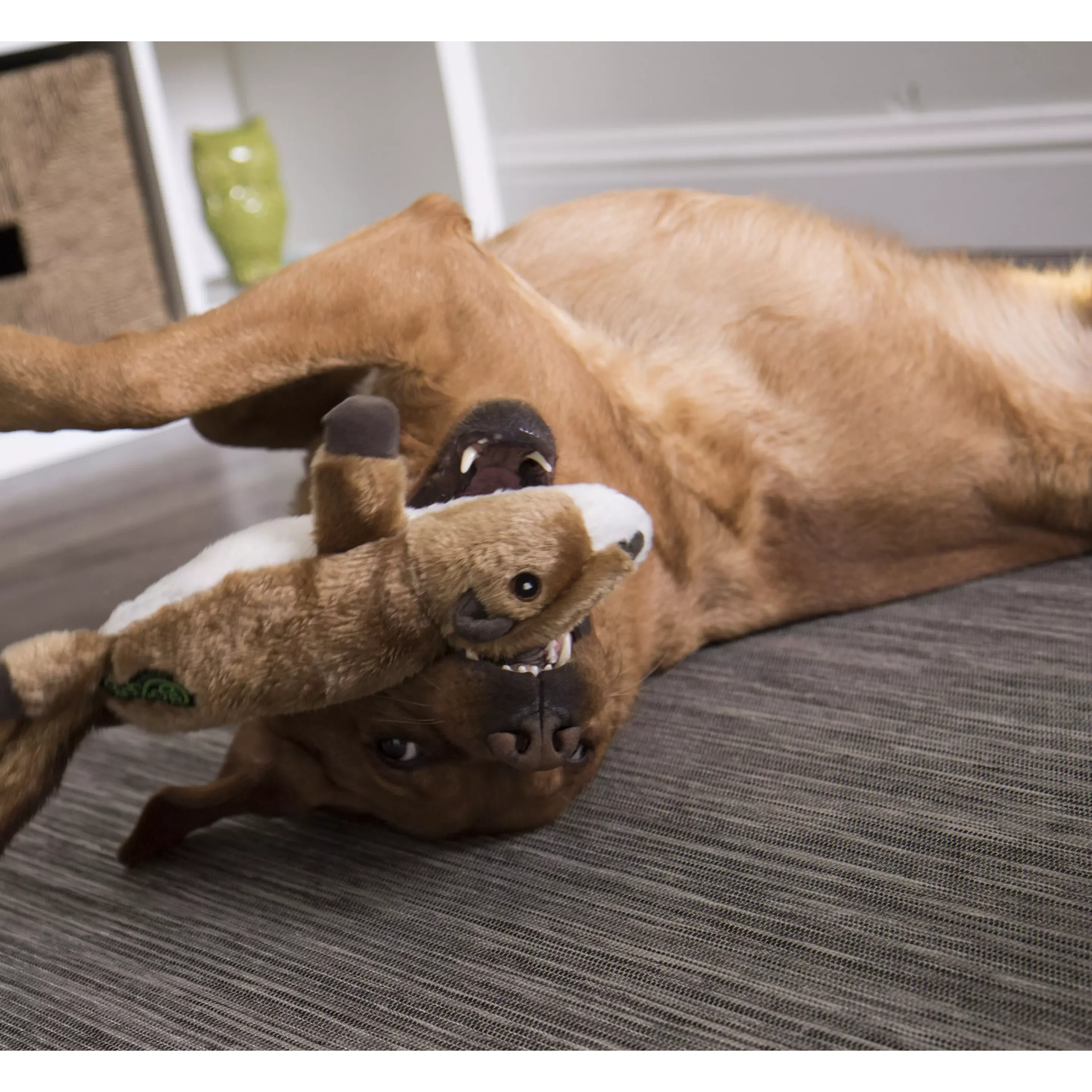 Go Dog! Flattie Squirrel Brown - Image 5
