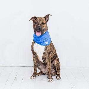 Go Fresh Pet Ice Band Blue