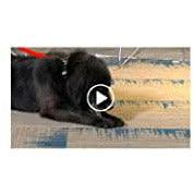 Greenies Dental Treat Original Large - Image 12