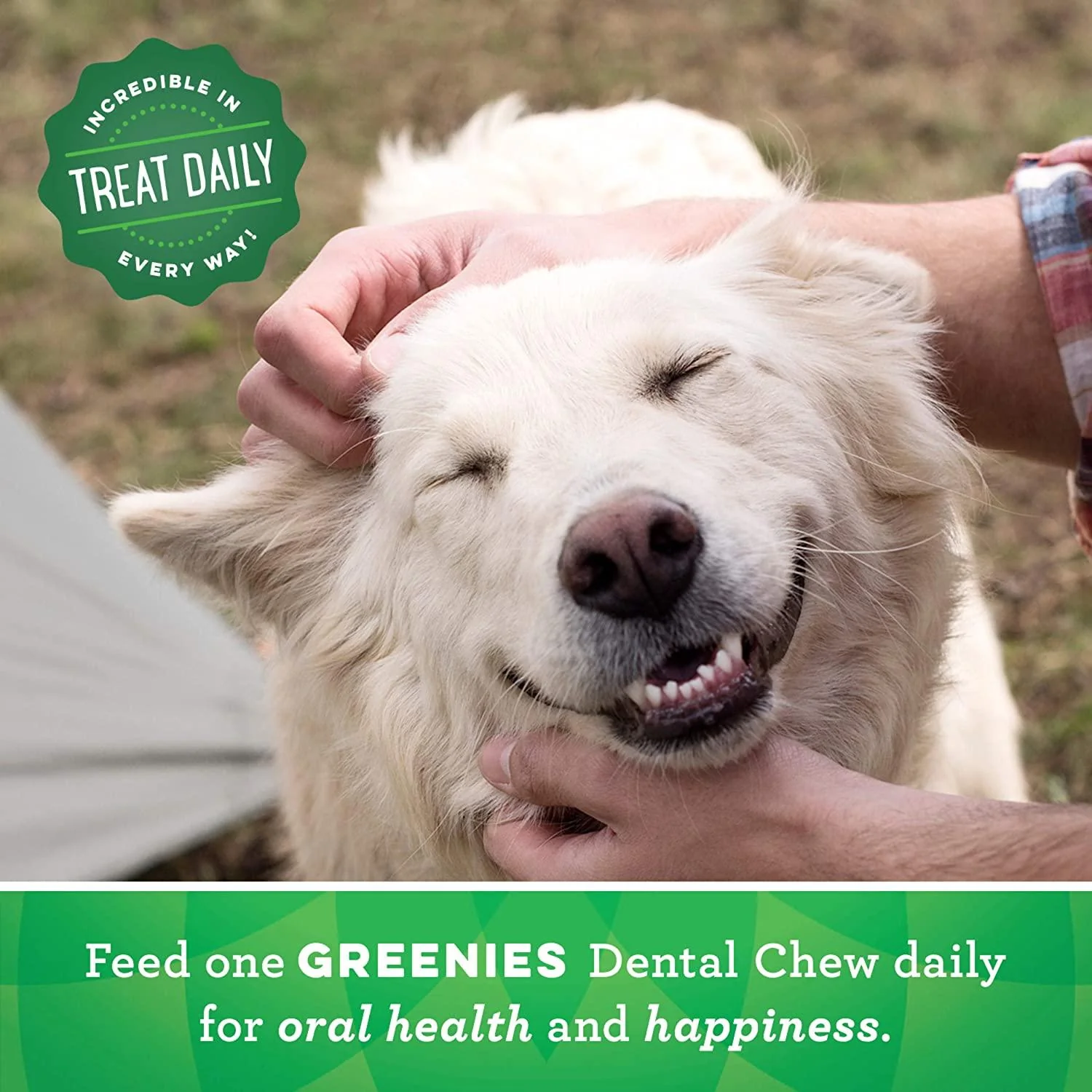 Greenies Dental Treat Original Regular - Image 7