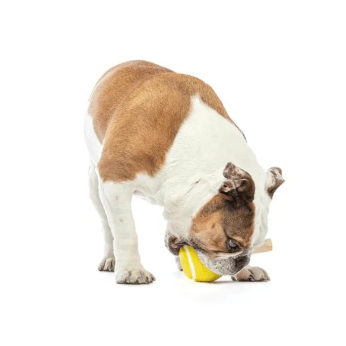 Guru Dog Tennis Treat Ball - Image 3