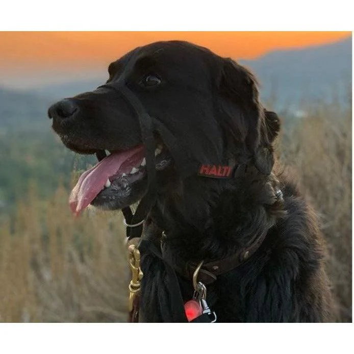 Halti Headcollar - Image 5