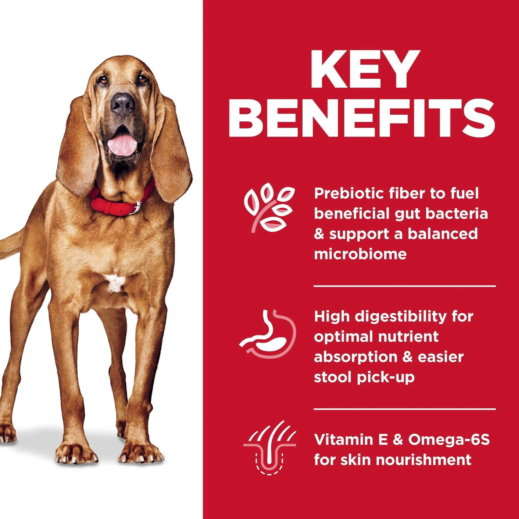 Hill's Science Diet Adult Sensitive Stomach & Skin Large Breed Dry Dog Food, Chicken Recipe - Image 8