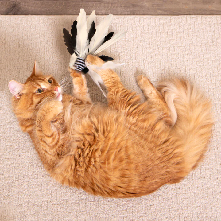 Instincts Cat Zingy Zebratoss & Chase Happy Nip Feathered - Image 6