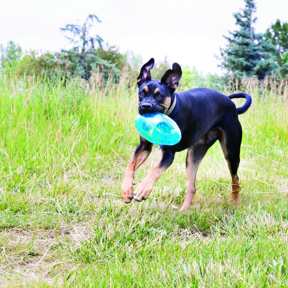 Kong Dog Jumbler Football - Image 4