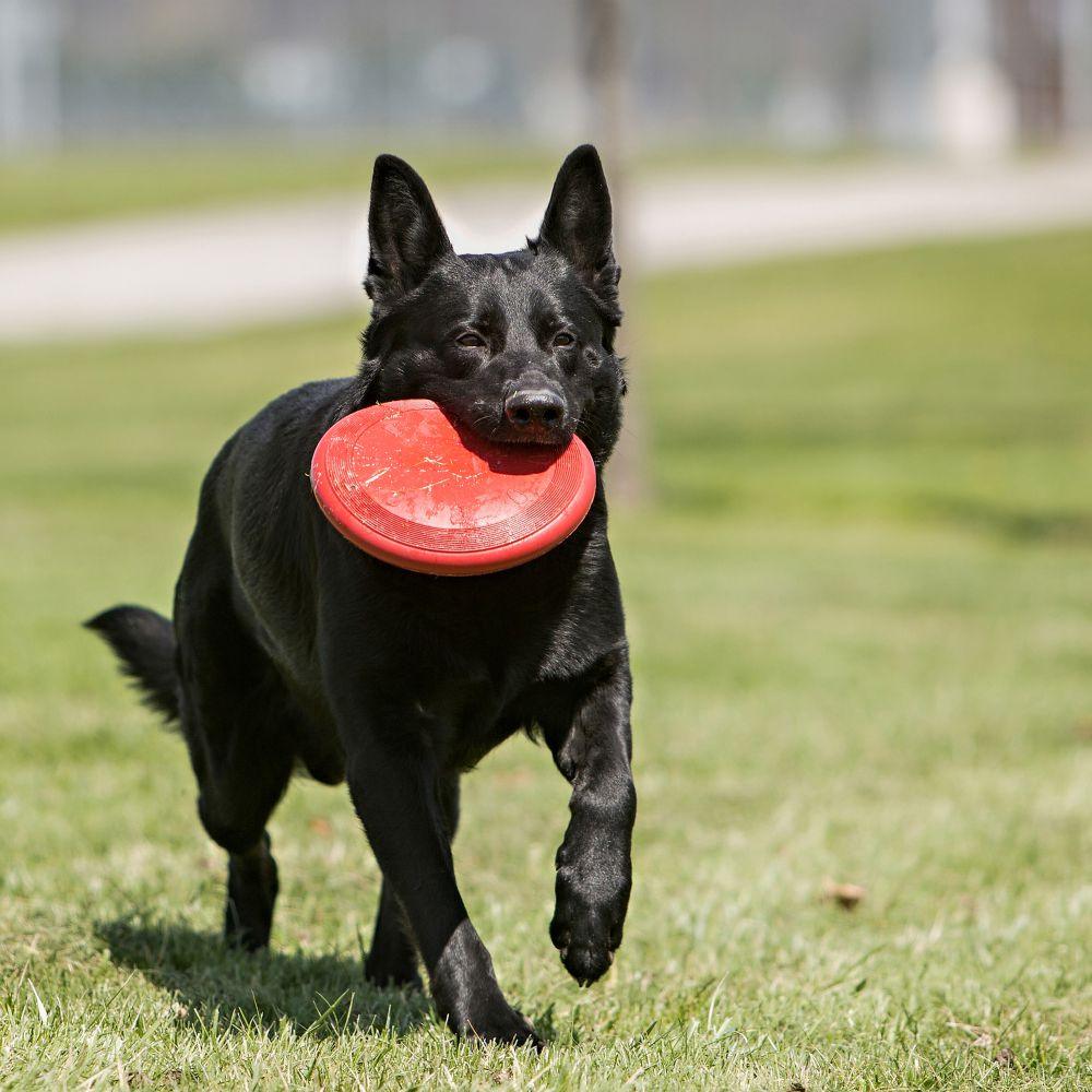 Kong Flyer Frisbee - Image 3