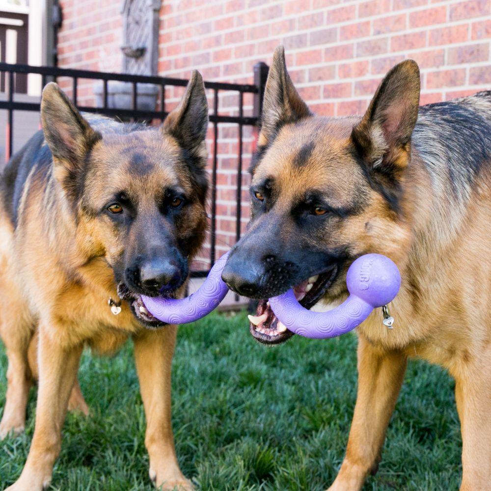 Kong Ogee Stick Assorted Dog Toy - Image 2