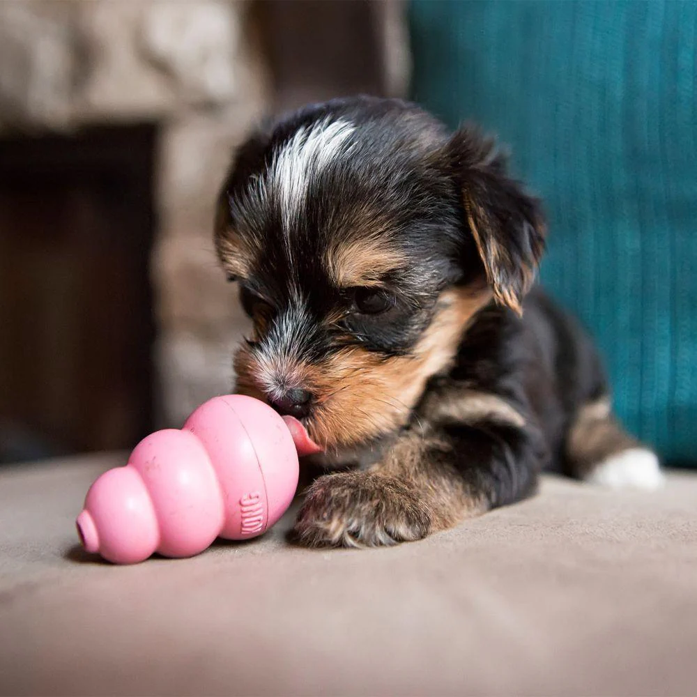 Kong Puppy - Image 4