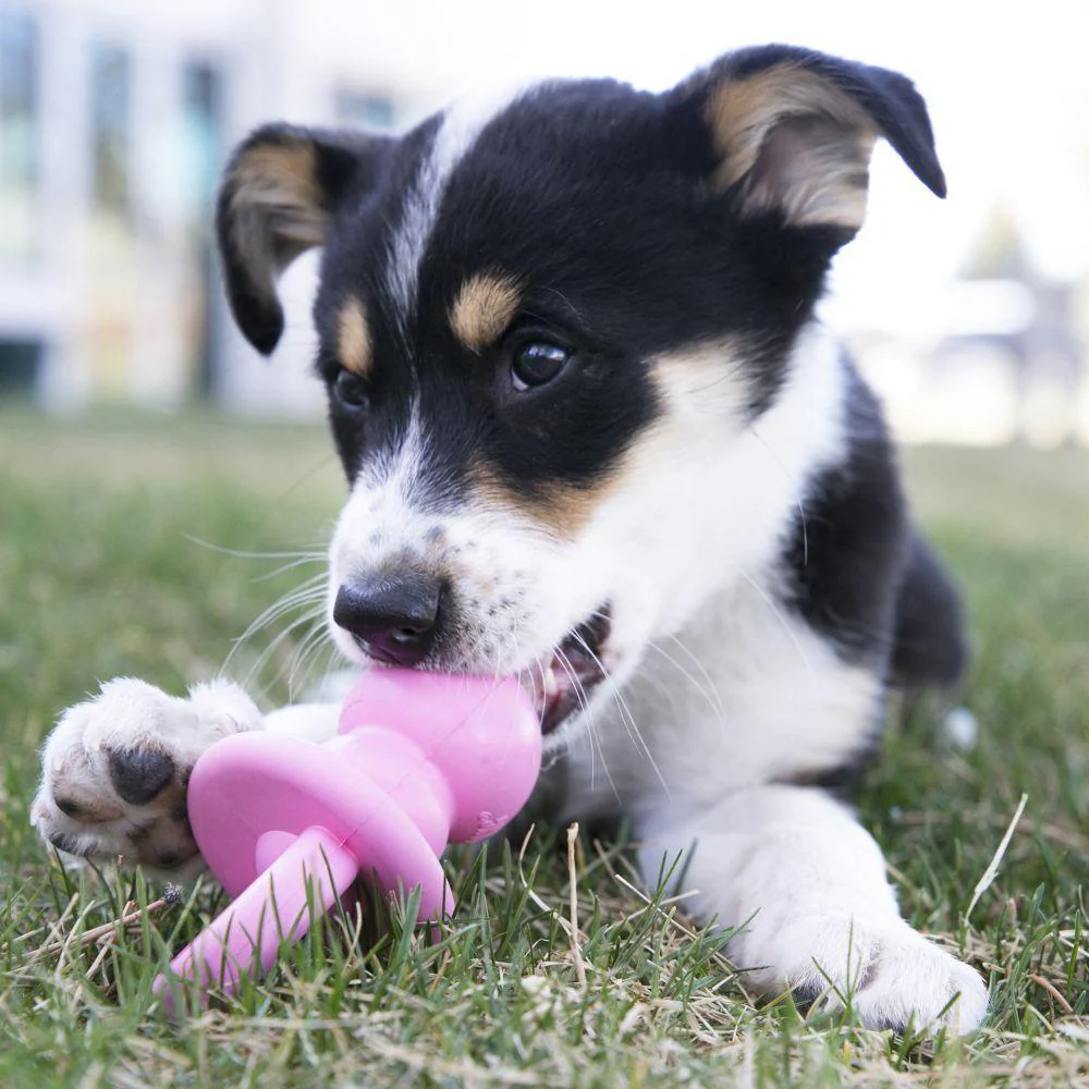 Kong Puppy Binkie - Image 2