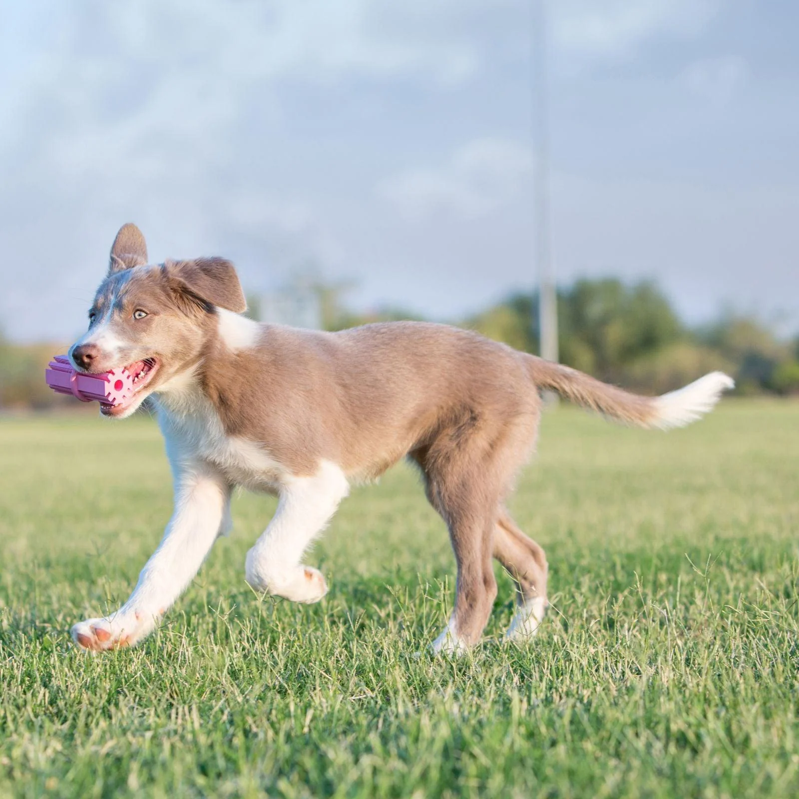 Kong Puppy Dental Teething Stick - Image 2