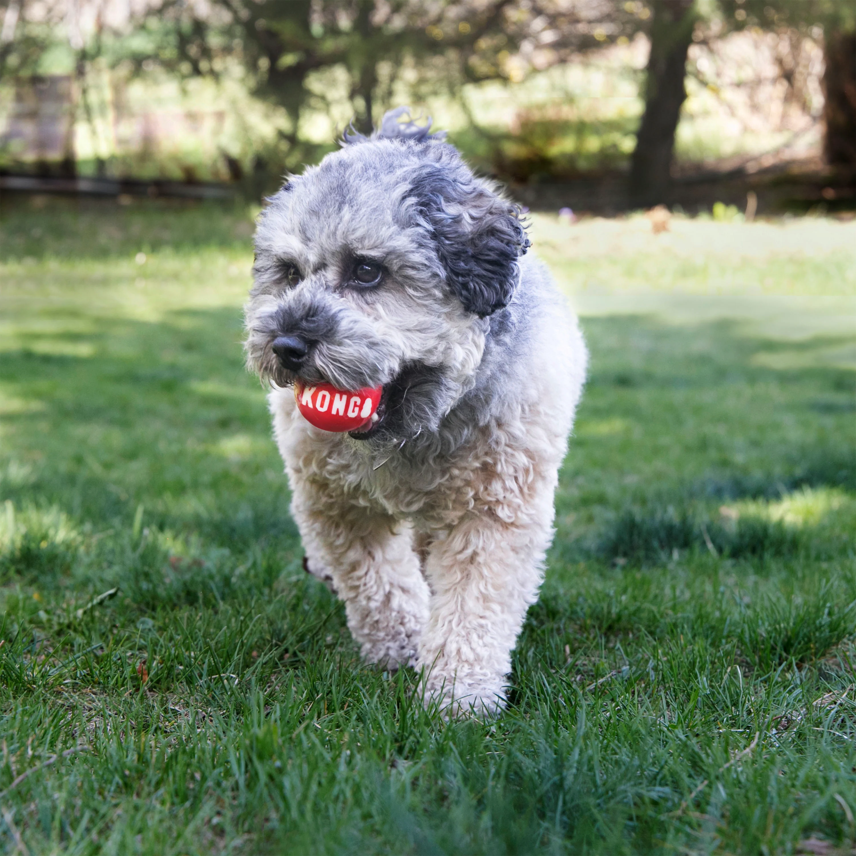 Kong Signature Balls Dog Toy - 2 Pack - Image 3