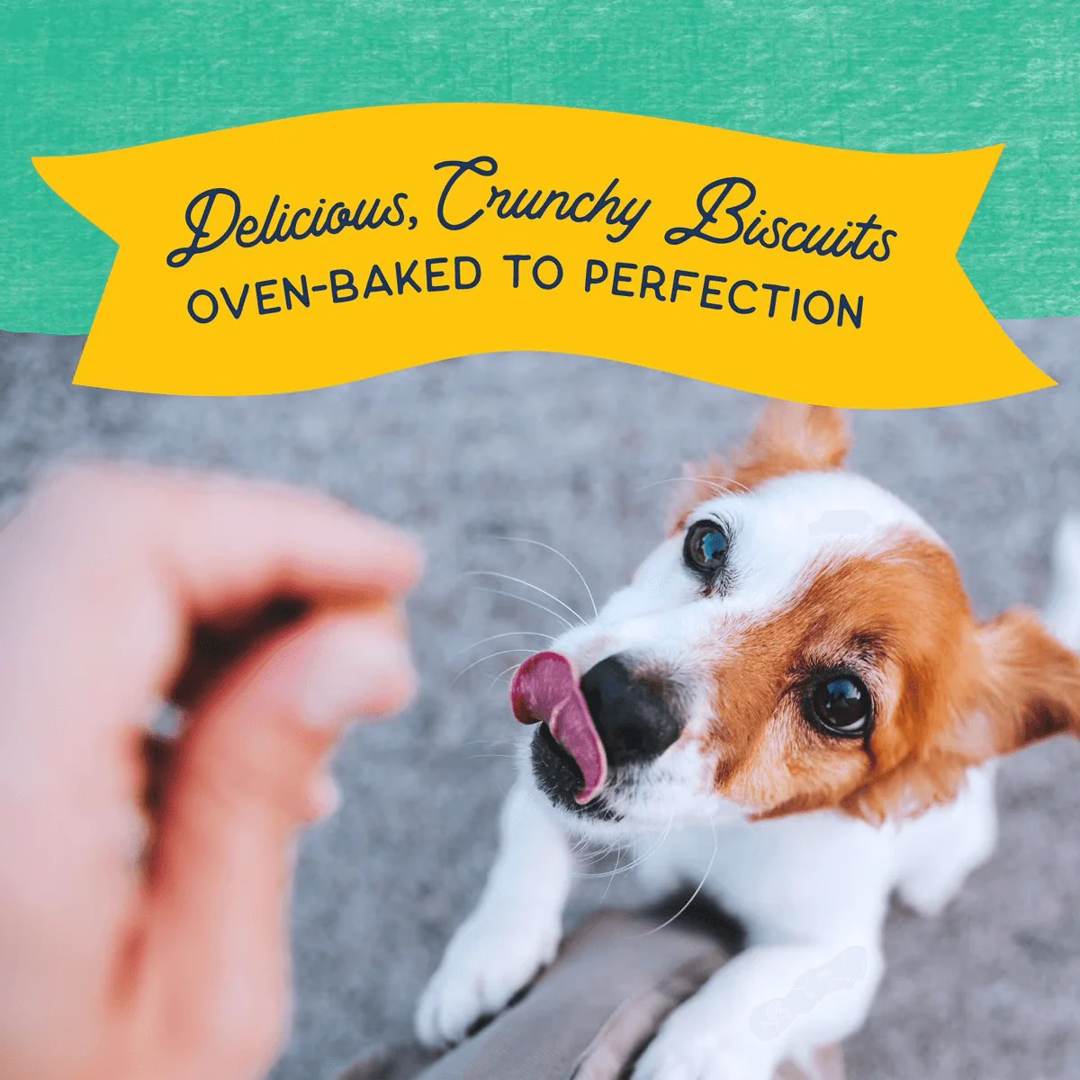Natural Balance Rewards Crunchy Biscuits With Real Chicken Dog Treats - Image 5