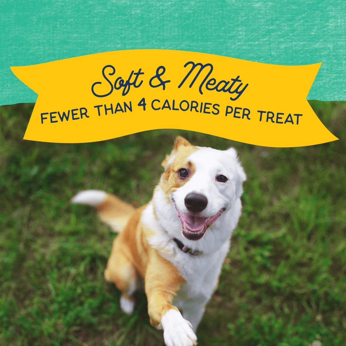 Natural Balance Rewards Minis with Real Chicken Dog Treats - Image 4