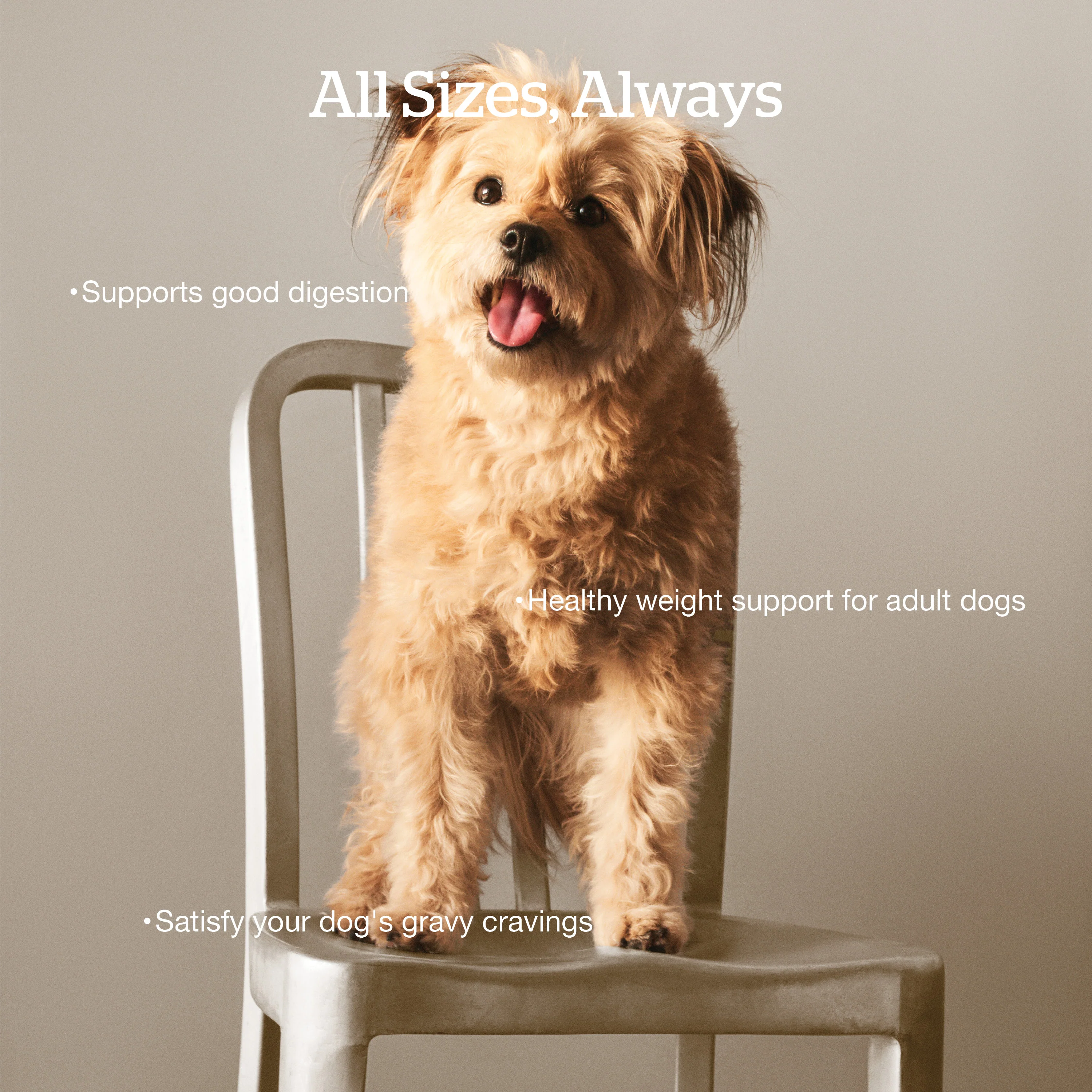 Now Fresh Good Gravy Chicken Coated in Bone Broth for Dogs - Image 5