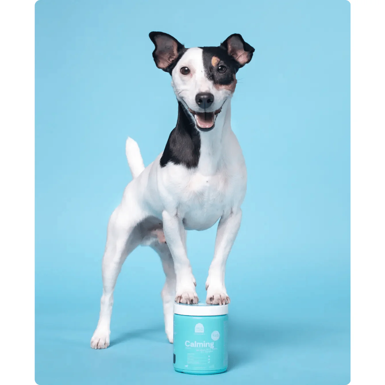 Open Farm Dog Supplement Calming Chews - Image 6