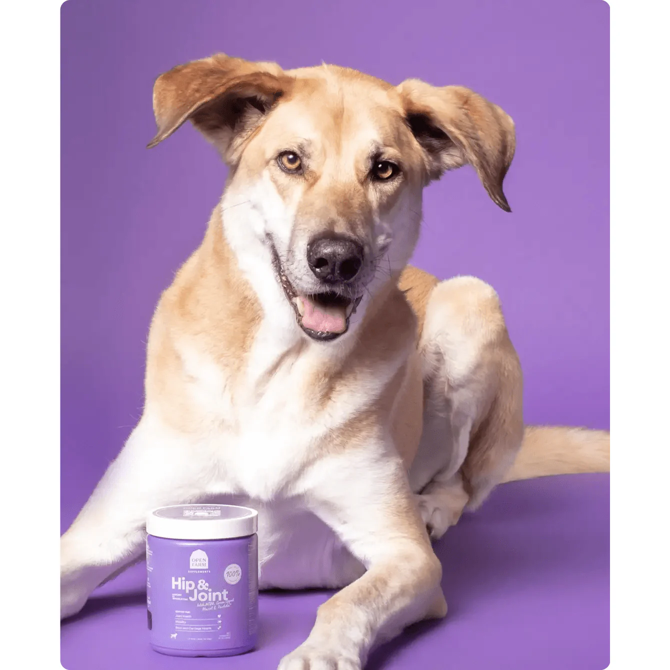 Open Farm Dog Supplement Hip & Joint Chews - Image 7