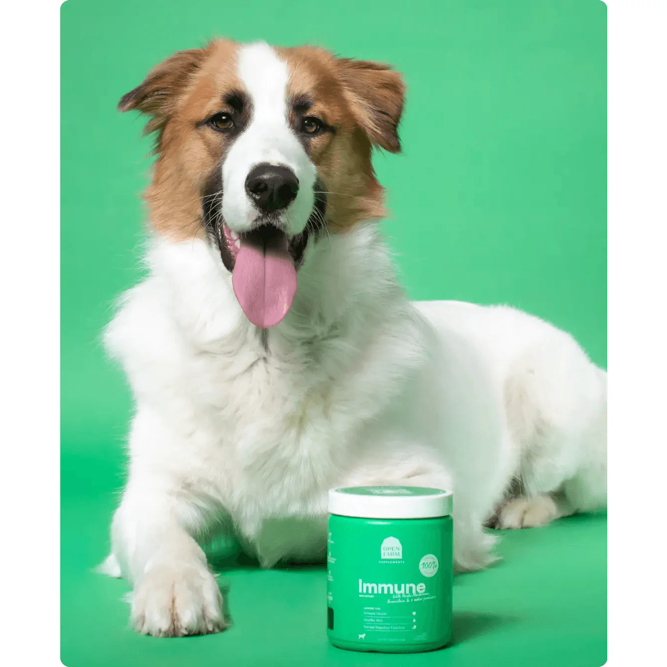 Open Farm Dog Supplement Immune Chews - Image 7