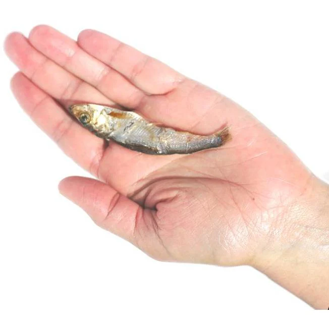 Plato Pet Treats Wild Caught Baltic Sprat Fish Dog Treats - Image 4