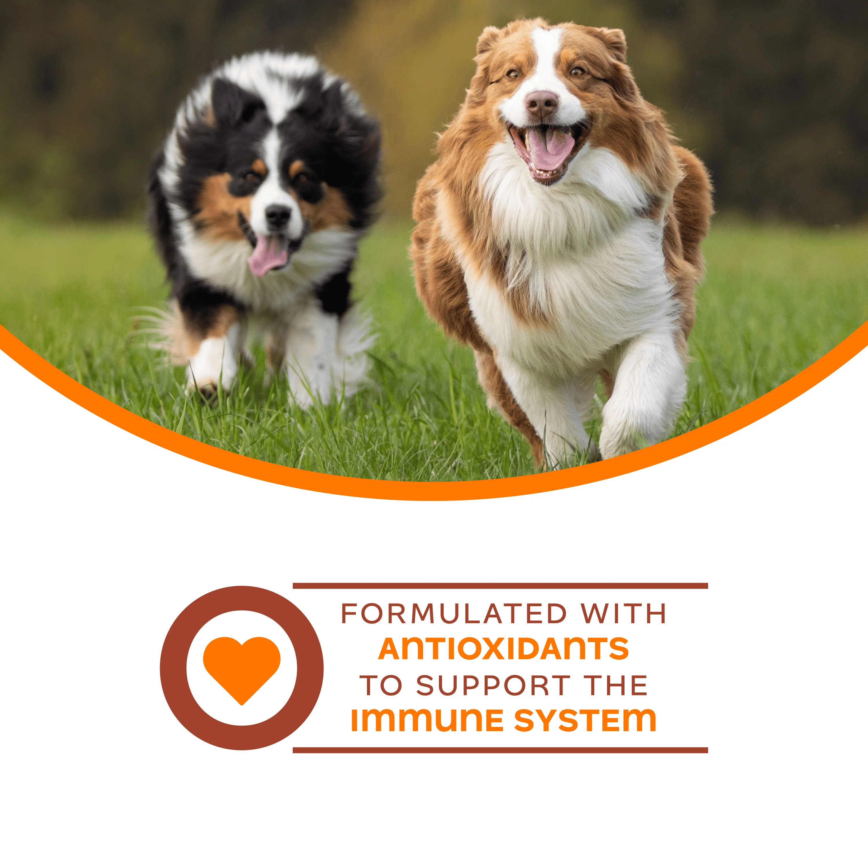 Fromm Nutritionals Immunity Dog Supplement - Image 4