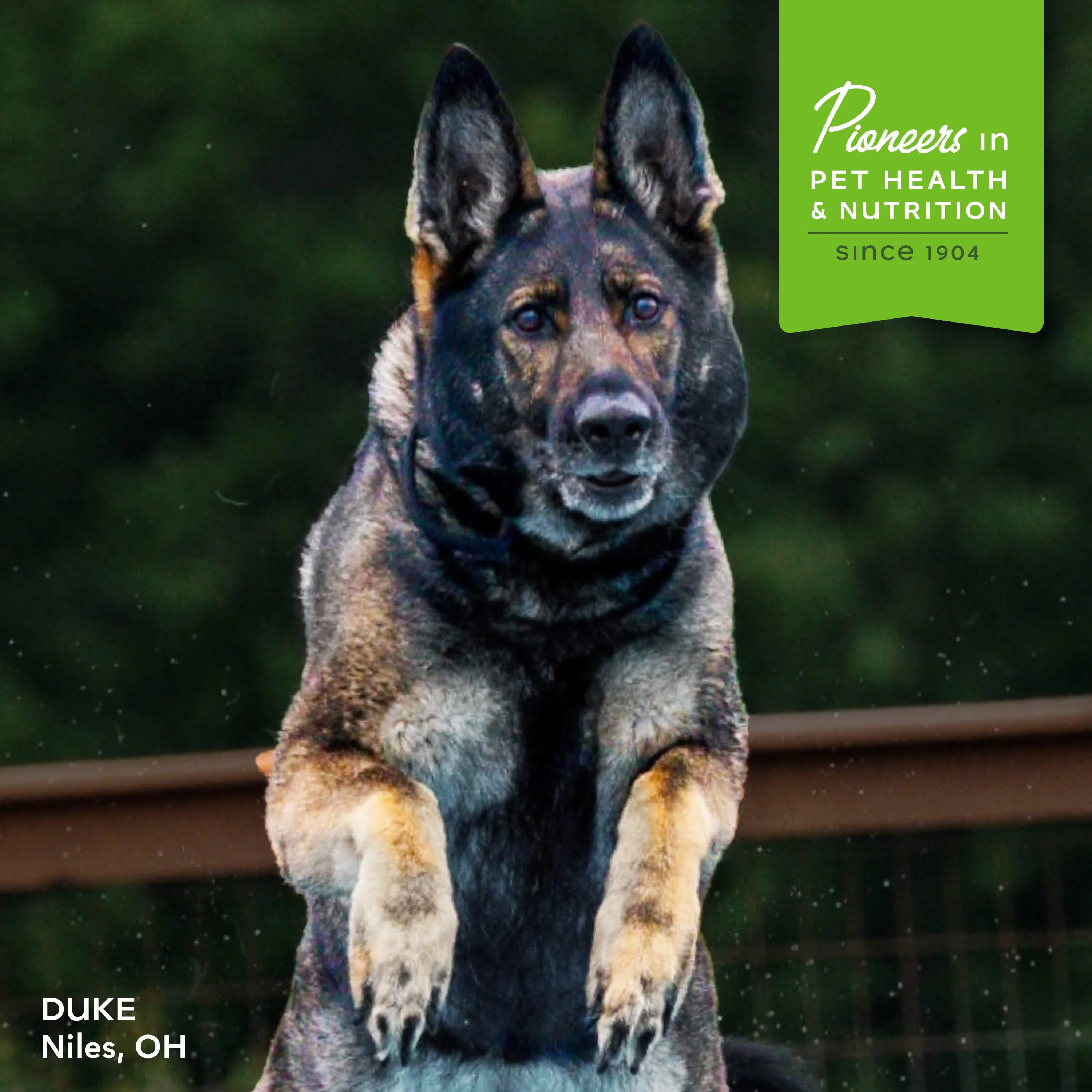 Fromm Nutritionals Mobility Dog Supplement - Image 10