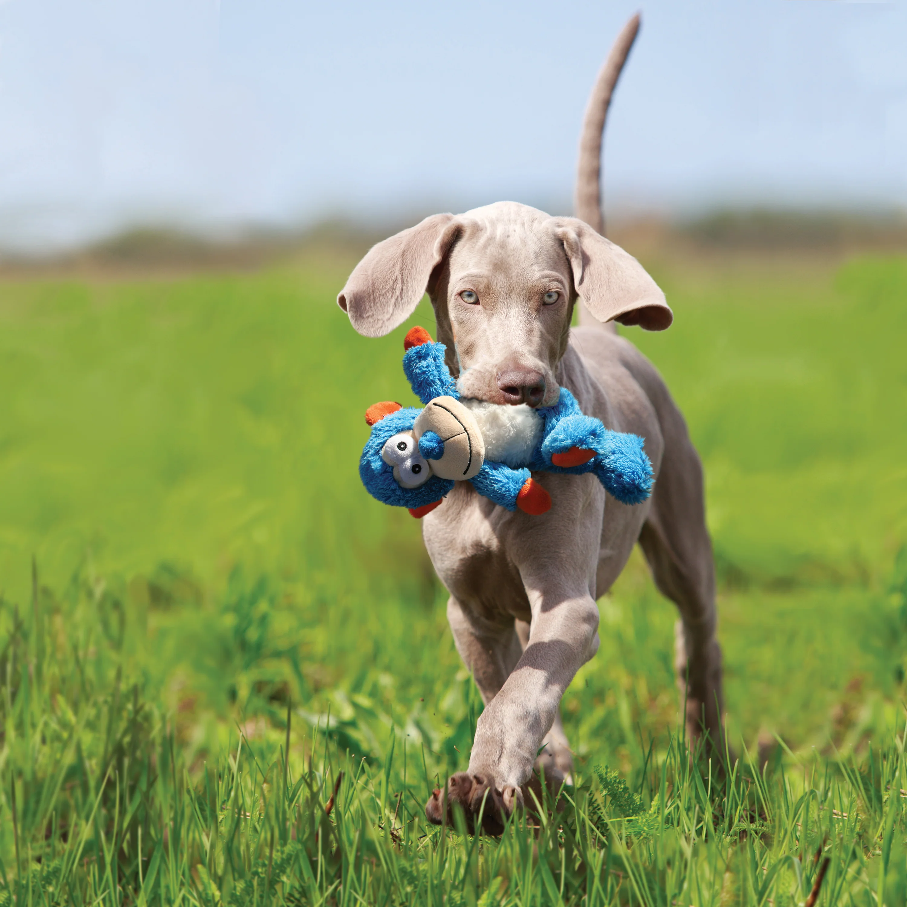 Kong Cross Knots Monkey Dog Toy - Image 2